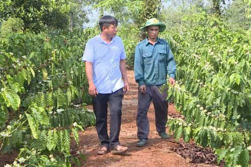 Tái canh: 'Chìa khóa' nâng cao năng suất, chất lượng cà phê
