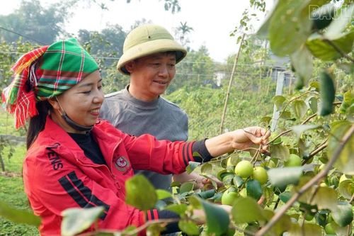 Những đảng viên tiên phong phát triển kinh tế ở Lục Yên