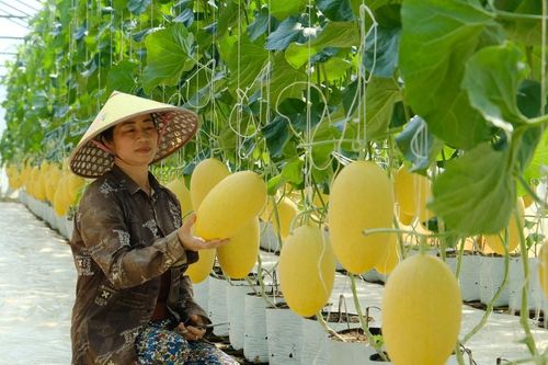 Hiệu quả bước đầu của mô hình trồng dưa lưới tại xứ lúa Cát Tiên