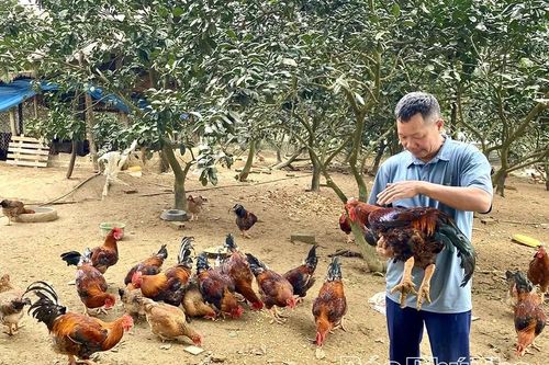 Gà 'cầu' - Đặc sản hút khách dịp Tết ở Quảng Yên