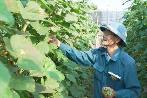 Nguồn rau xanh VietGAP phục vụ Tết