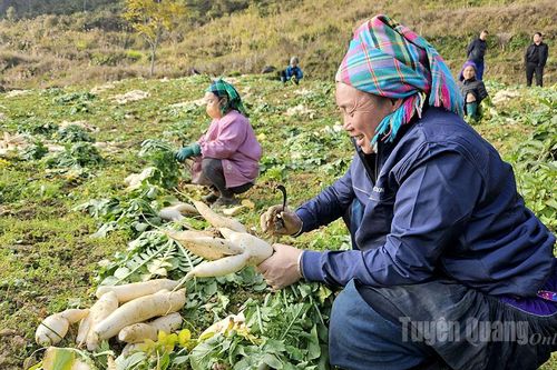 Người dân xã Xín Mần vào vụ thu hoạch củ cải đông