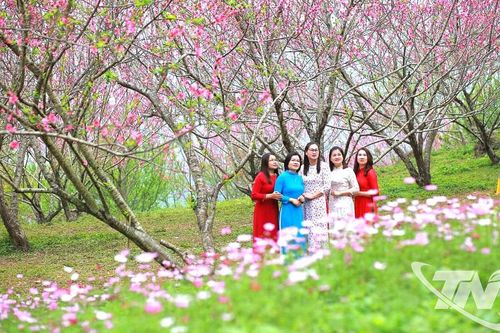 Ngân Sơn khoe sắc đào thắm