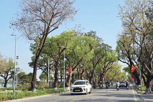 Cây xanh lên bản đồ số