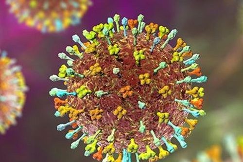 Người dân cần làm gì trước nguy cơ virus Nipah xâm nhập ?