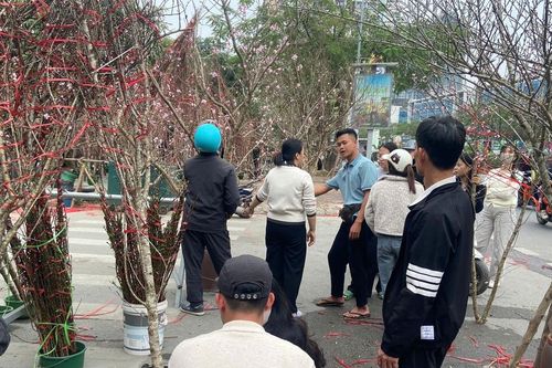 Đào rừng đắt khách, buôn lái phấn khởi thu về gần trăm triệu đồng mỗi ngày