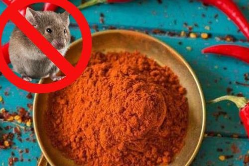 Cách xử lý khi chuột phá bàn thờ Thần tài