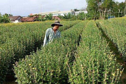 Ở nơi gần 30.000 chậu hoa cúc Tết chưa nở, thương lái đã đặt mua hết
