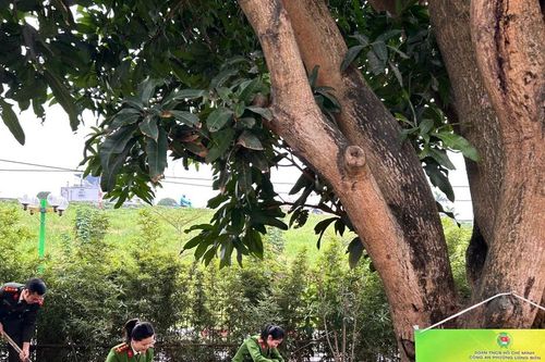 'Cơ quan xanh' – Sức trẻ làm mới trụ sở Công an phường Long Biên