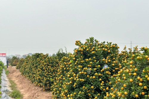 'Thủ phủ' quất cảnh ở Ninh Bình tất bật vào Tết