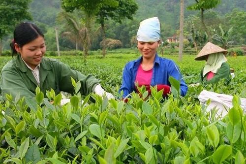 Ứng dụng khoa học, công nghệ trong sản xuất, kinh doanh chè