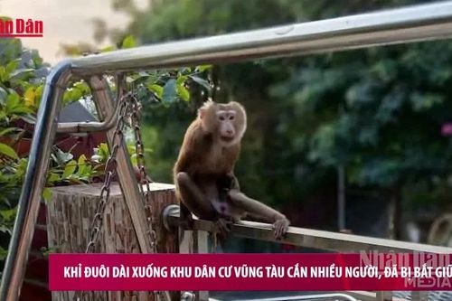 Khỉ đuôi dài xuống khu dân cư Vũng Tàu cắn nhiều người, đã bị bắt giữ