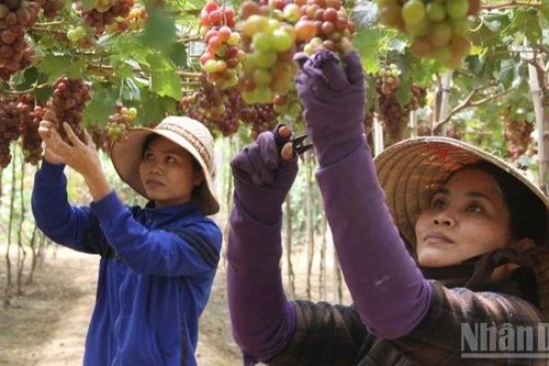 Khánh Hòa: Vĩnh Hải tất bật vào mùa nho Tết