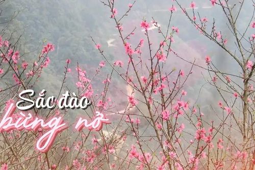 Mở hội hoa đào vùng biên viễn