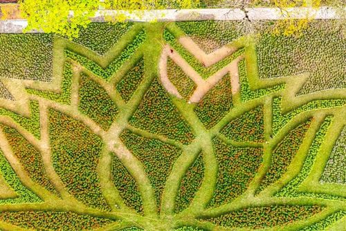 Huế khoác áo xuân rực rỡ với đóa sen khổng lồ giữa Kinh thành