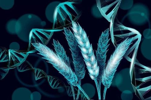 'Đánh thức' gene lúa mì ngủ quên hàng nghìn năm