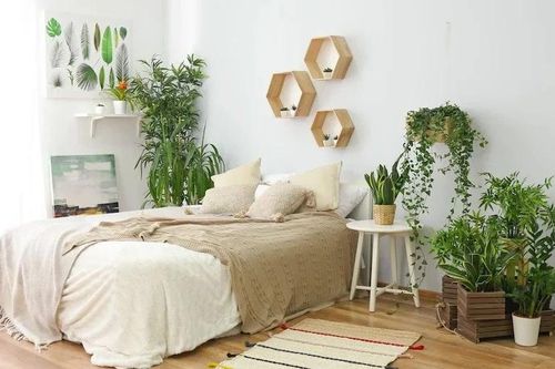 5 vị trí đặt cây trong nhà tưởng đẹp nhưng rước họa