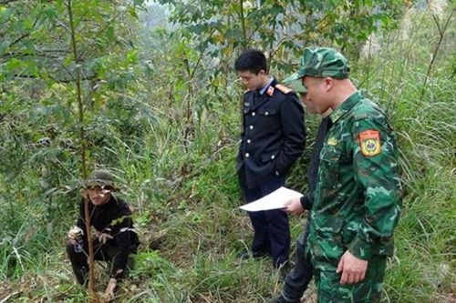 Phối hợp kiểm sát việc xác định hiện trường vụ khai thác rừng trái phép