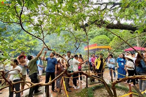 Chuyện về những cây kỳ bí trong Di tích Lam Kinh