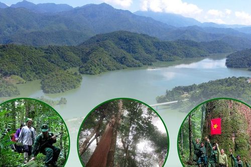 Nghị quyết 05-NQ/TU của Ban Chấp hành Đảng bộ tỉnh: Bước chuyển mạnh mẽ để lâm nghiệp phát triển bền vững