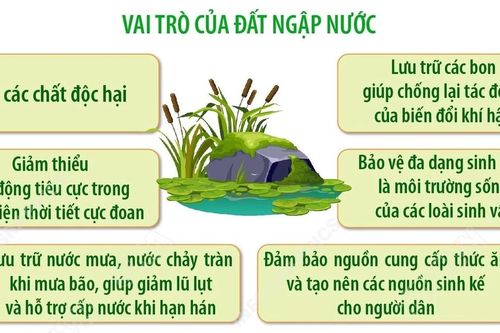 Đất ngập nước và tri thức truyền thống: Tôn vinh di sản văn hóa