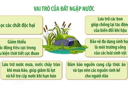 Đất ngập nước và tri thức truyền thống: Tôn vinh di sản văn hóa