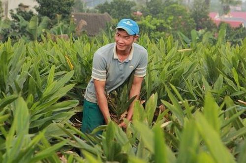 'Vàng xanh' giúp nông dân kiếm hàng trăm triệu đồng trên mỗi héc-ta