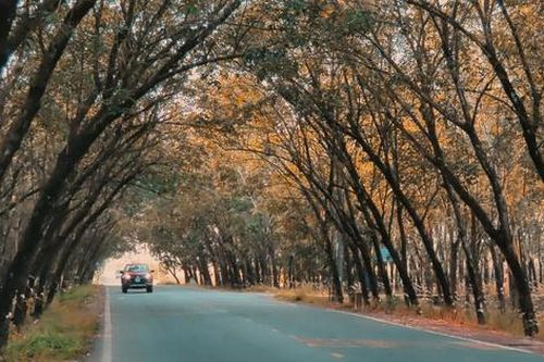 Đẹp hút hồn rừng cao su vào mùa thay lá ở Tây Ninh
