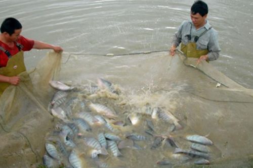 Kim ngạch xuất khẩu cá rô phi năm 2025 đạt 99 triệu USD, tăng 141% so với năm 2024