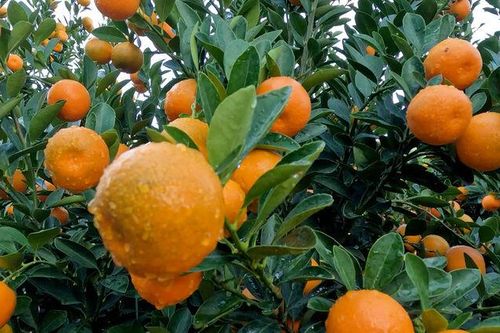 'Thủ phủ' quất cảnh rộn ràng vào vụ tết
