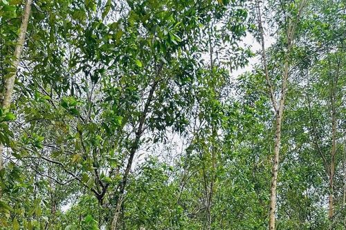 Mang ánh điện thắp sáng đường quê