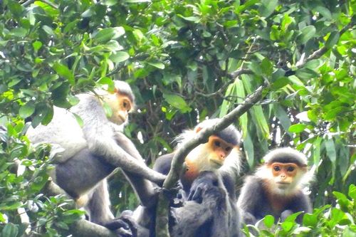 Thúc đẩy cộng đồng tham gia bảo tồn đa dạng sinh học bền vững