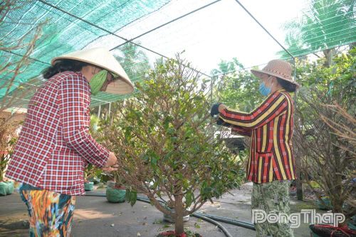 Bình Ninh tất bật xuống lá mai, đánh thức sắc vàng đón tết