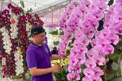 Sôi động thị trường hoa Tết