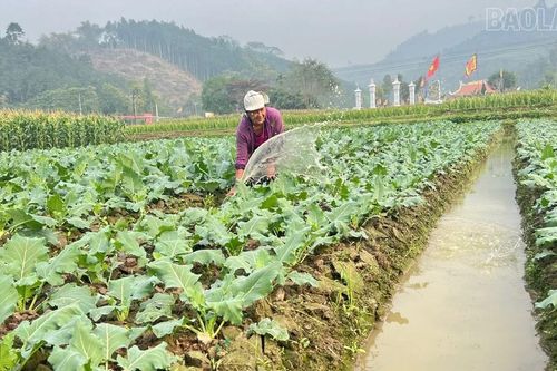 Vụ đông phát huy 'hiệu quả kép'