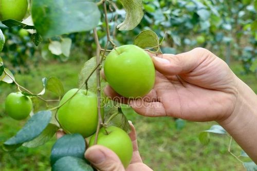 Nông dân Bát Xát vào vụ thu hoạch táo xanh