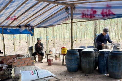 'Sức mạnh' cây cao su ở Trà Tân