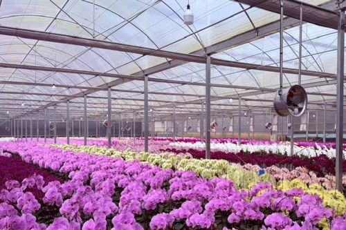 Phát triển nguồn giống cây trồng, vật nuôi mới tại Lâm Đồng