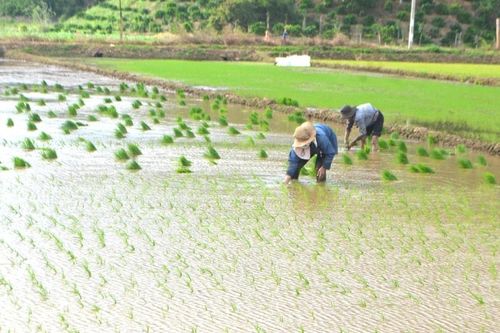 Sử dụng nước hợp lý phòng, chống khô hạn vụ đông xuân