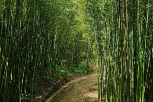 Cao Bằng: Khám phá rừng trúc Nguyên Bình xanh mướt như bối cảnh phim kiếm hiệp