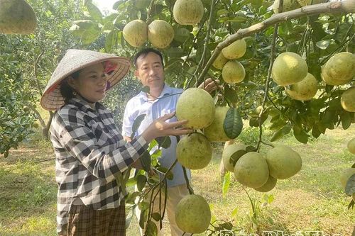 Toàn tỉnh có trên 3,1 nghìn ha bưởi sản xuất theo hướng an toàn