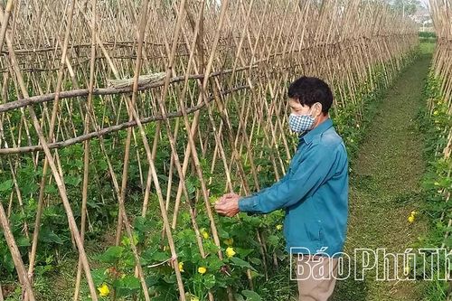 Tân Đức chủ động nguồn rau an toàn phục vụ Tết