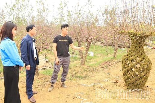 Độc đáo đào thế hình lục bình