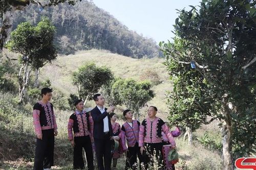 Cây chè cổ thụ trên đỉnh Pha Đét