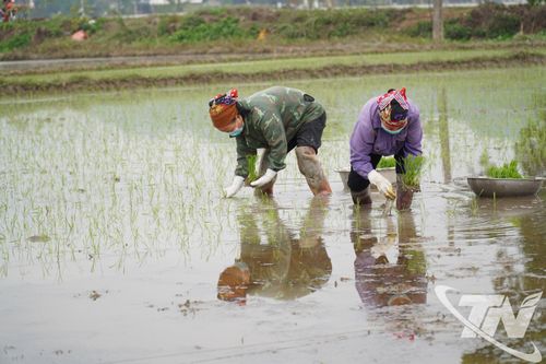 Chuẩn bị tốt cho sản xuất vụ xuân
