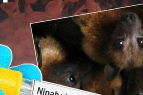 Hà Nội: Tăng cường phòng, chống dịch bệnh do vi rút Nipah