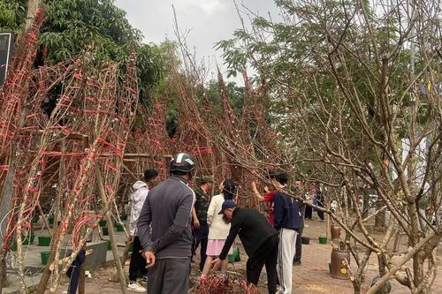 Lái buôn ngược xuôi thu mua đào rừng Mộc Châu, Mù Cang Chải, Sa Pa về tiêu thụ tại Hà Nội