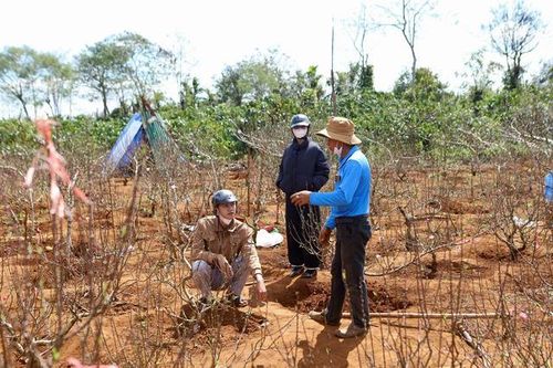 Đào Buôn Hồ vào vụ Tết: Hoa đẹp, thương lái đặt cọc sớm