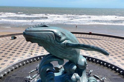 Cận cảnh tượng cá Ông 'khủng' ở Bãi Sau Vũng Tàu