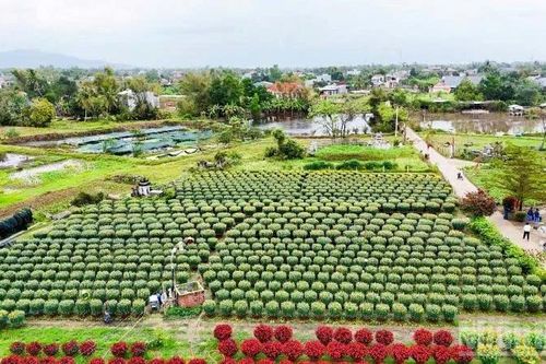 Sôi nổi chợ hoa Xuân làng Hà Đông
